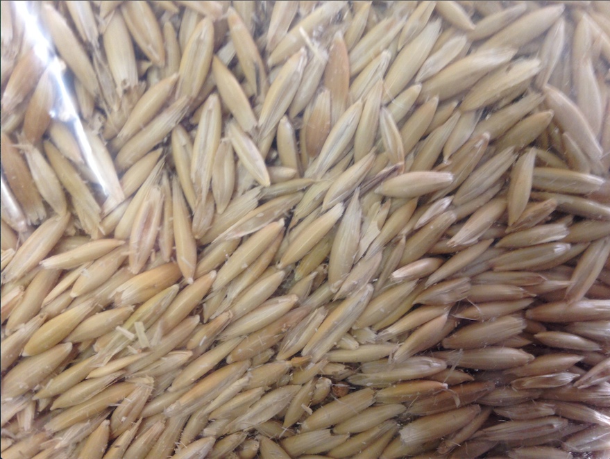 100mt Mulgara Oats For Sale Grain & Seed Oats For Sale